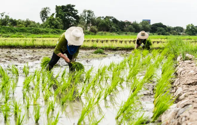 美味しいお米を一緒に育てませんか？
